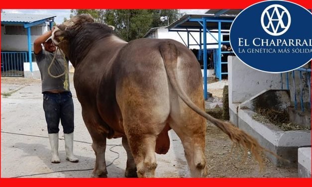 ¿Qué hay detrás del Suizo Toro? Descubre la increíble historia detrás de esta increíble raza bovina