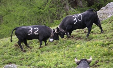 Descubre Todo Sobre los Herens: La Raza de Ganado Suizo que Maravilla al Mundo