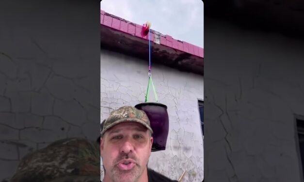 Todo lo que Necesitas Saber sobre Pully: Guía Completa y Usos Prácticos
